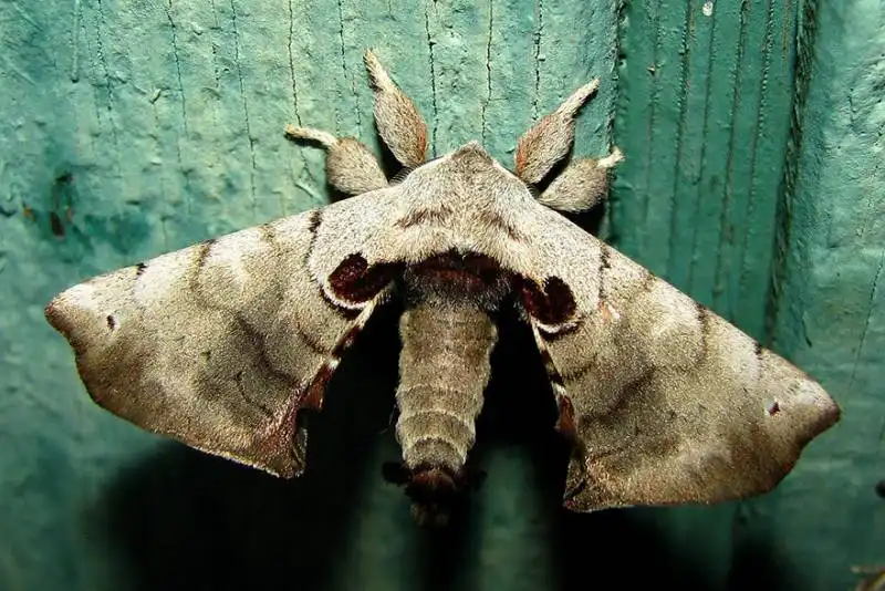 caterpillar moth butterfly before after metamorphosis 15 2