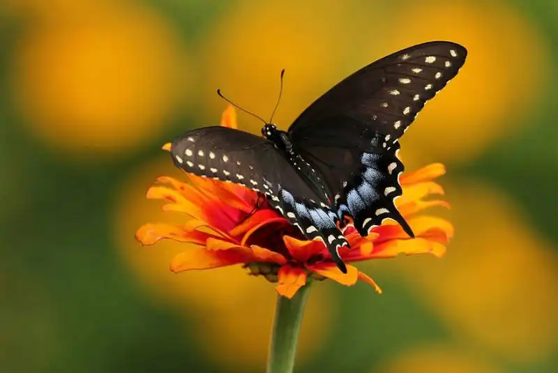 caterpillar moth butterfly before after metamorphosis 16 2