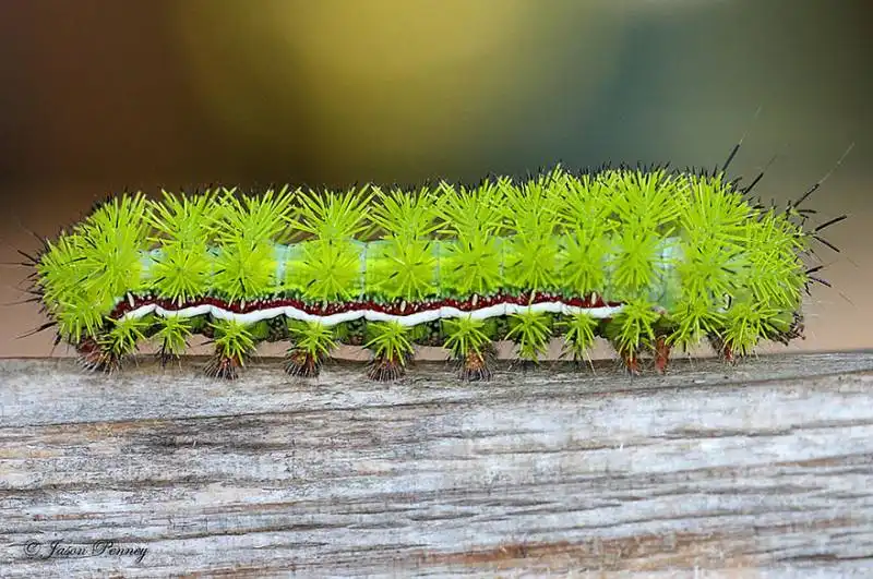 caterpillar moth butterfly before after metamorphosis 17 1