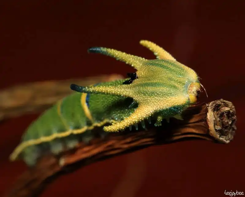 caterpillar moth butterfly before after metamorphosis 18 1