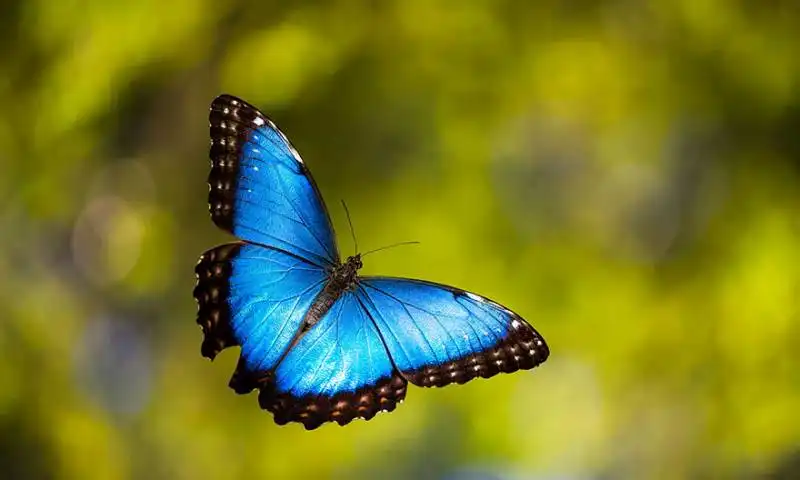 caterpillar moth butterfly before after metamorphosis 19 2