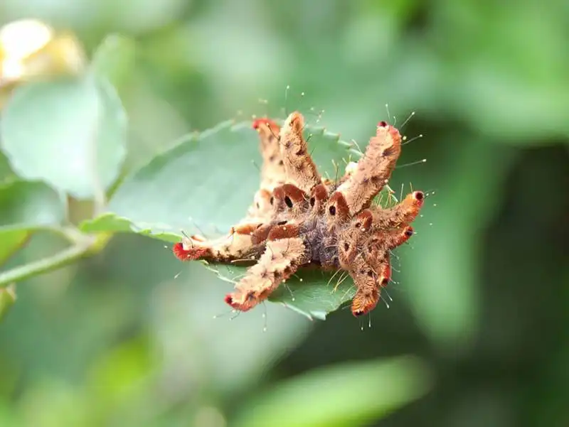 caterpillar moth butterfly before after metamorphosis 2 1