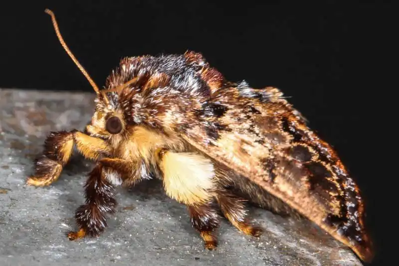 caterpillar moth butterfly before after metamorphosis 2 2