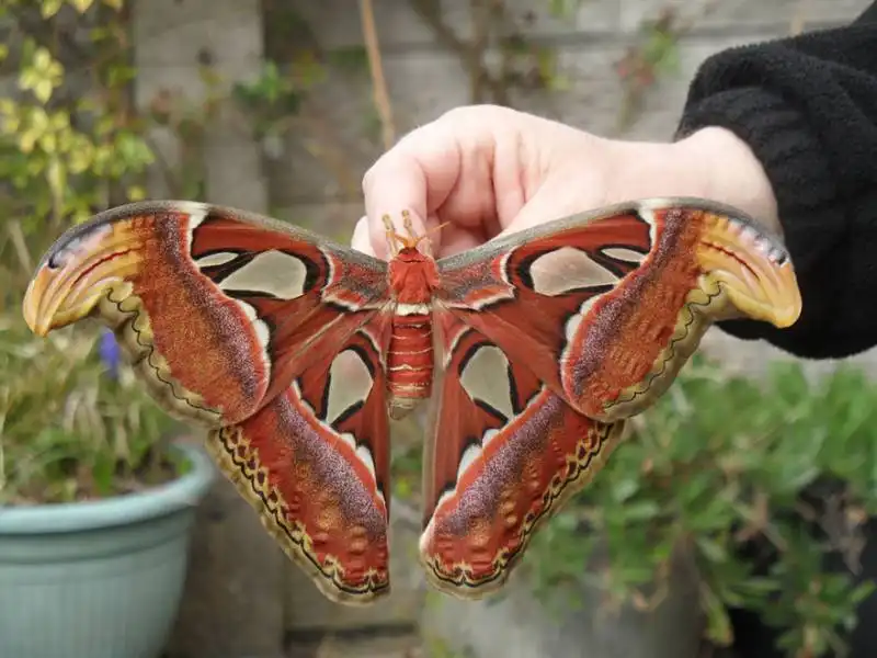 caterpillar moth butterfly before after metamorphosis 20 2