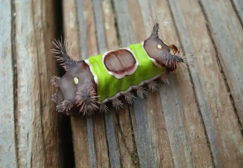 caterpillar moth butterfly before after metamorphosis 3 1