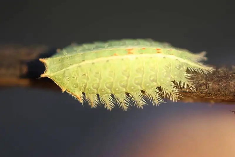 caterpillar moth butterfly before after metamorphosis 4 1