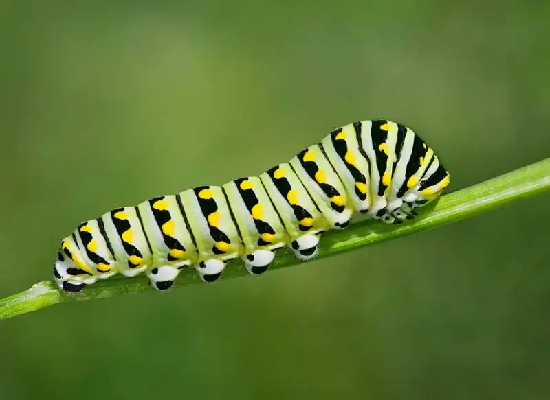 caterpillar moth butterfly before after metamorphosis 5 1