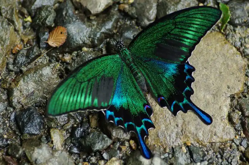 caterpillar moth butterfly before after metamorphosis 5 2