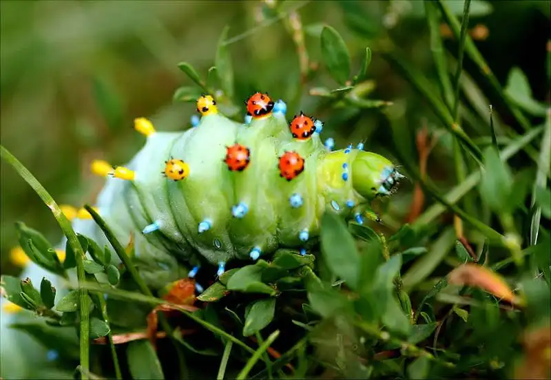 caterpillar moth butterfly before after metamorphosis 6 1