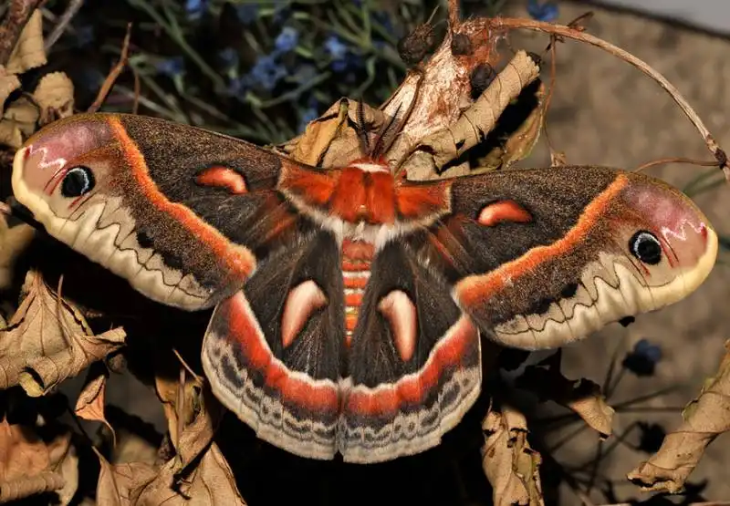 caterpillar moth butterfly before after metamorphosis 6 2