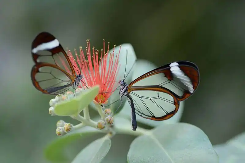 caterpillar moth butterfly before after metamorphosis 8 2