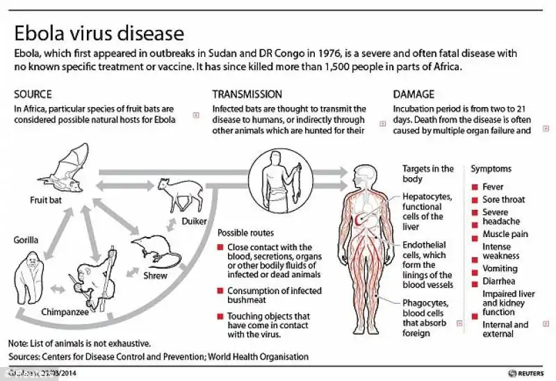 come si trasmette l ebola