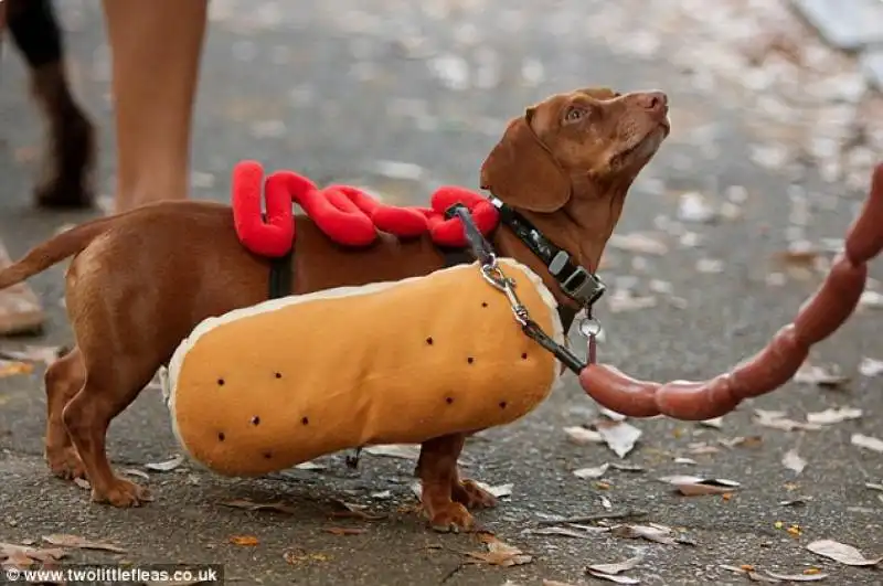 costumi da halloween per animali 17