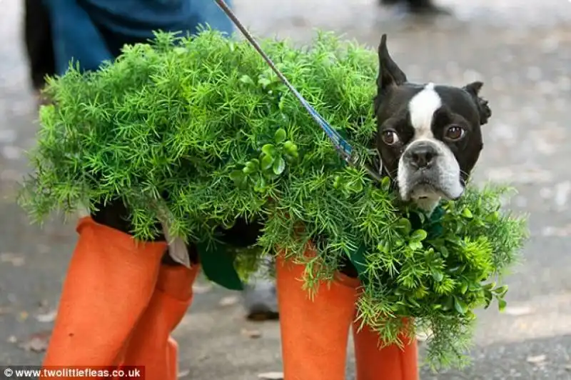 costumi da halloween per animali 6