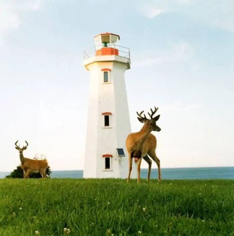 deer lighthouse quebec westergren 83725 600x450