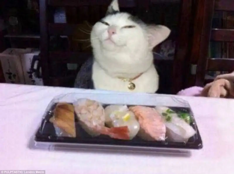 gatto sushi