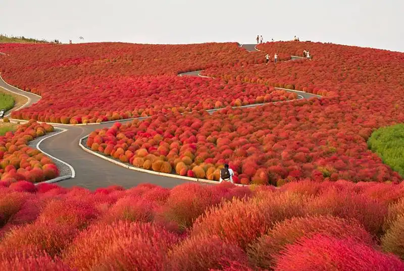 hitachi seaside park, japan1