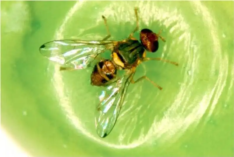 mosca olearia