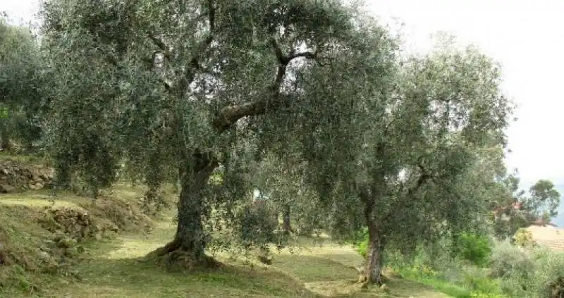 oliveti italiani 