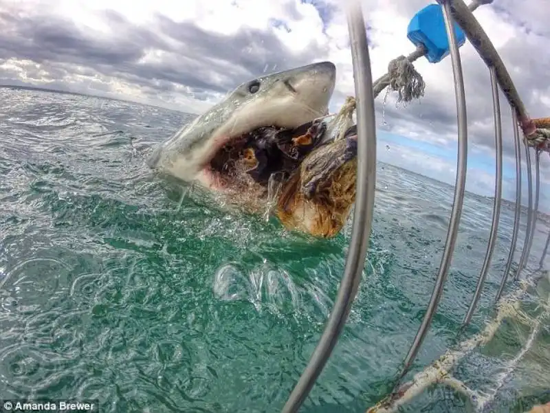 squalo ripreso dalla gopro