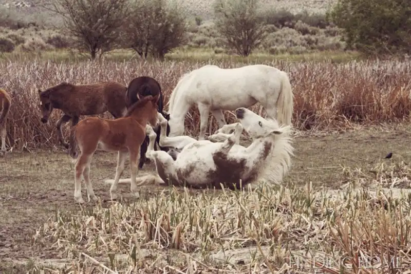 cavalli si rotolano nel letame