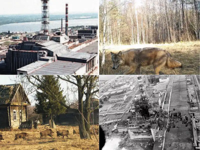 CHERNOBYL LUPI ANIMALI