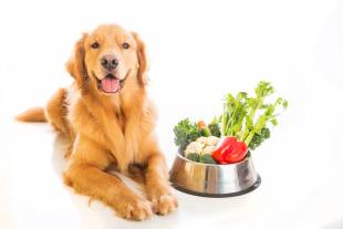 CIBO VEGANO PER CANI E GATTI