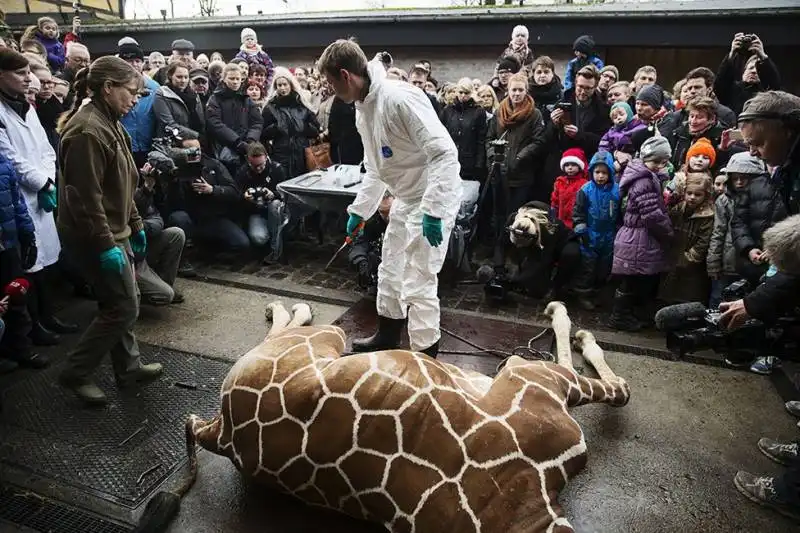 giraffa sezionata allo zoo di copenhagen