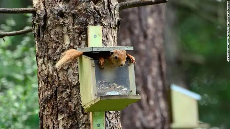 i finalisti del comedy wildlife photography awards 17