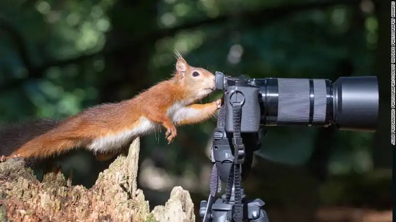 i finalisti del comedy wildlife photography awards 19