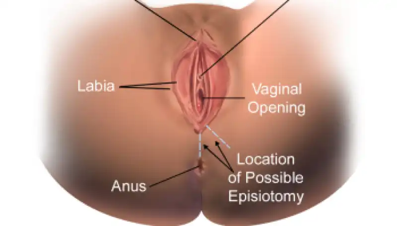 rejuvination - anatomia