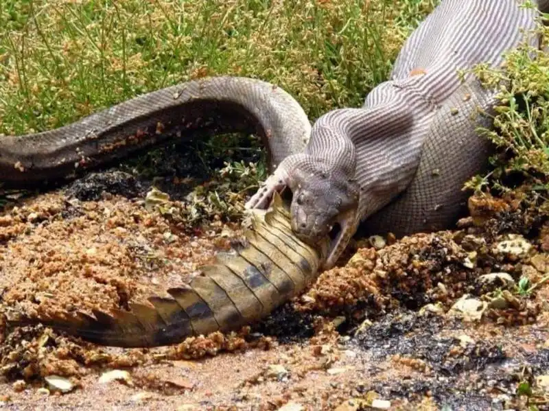 serpente mangia coccodrillo