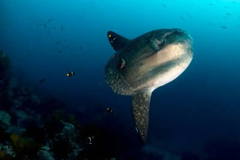 sunfish