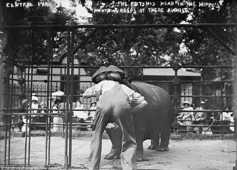 uomo inserisce la testa nella bocca di un ippopotamo a central park