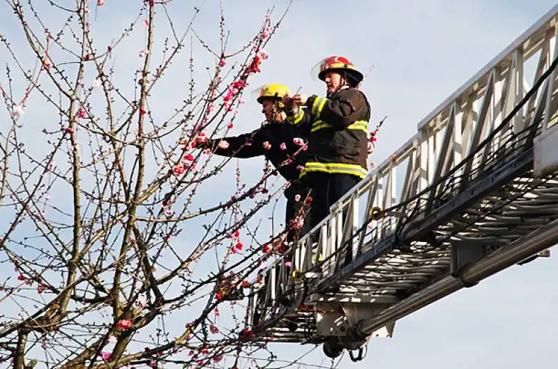 vigili del fuoco decorano un albero a vancouver