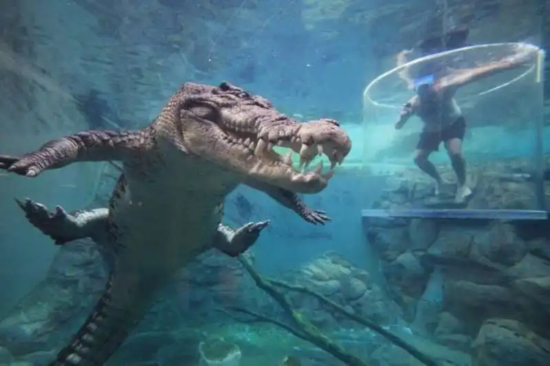 Crocosaurus Cove in Australia    