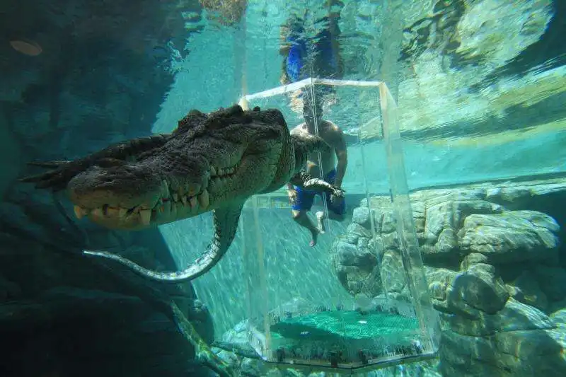 Crocosaurus Cove in Australia 