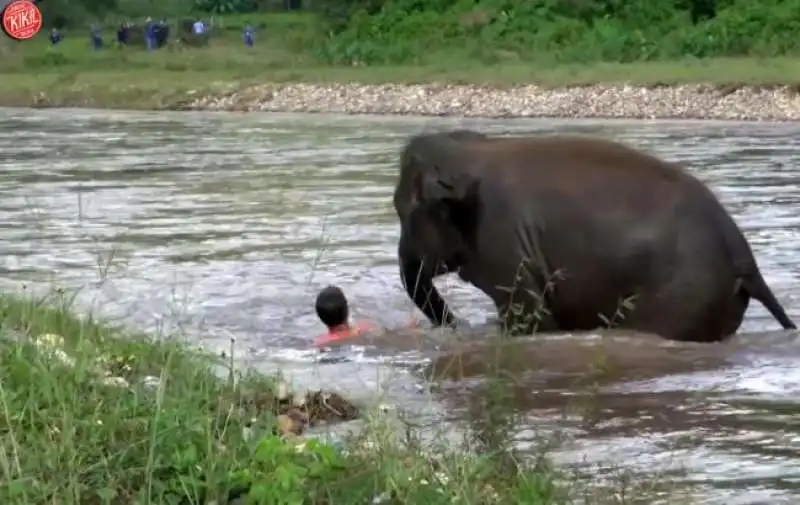 elefante e  l uomo che l ha salvato