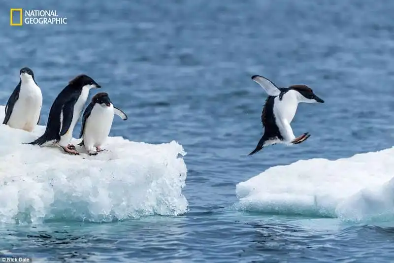 pinguini fra  i ghiacci