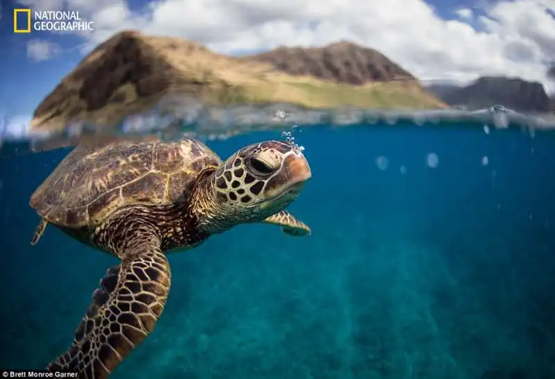 tartaruga hawaiana