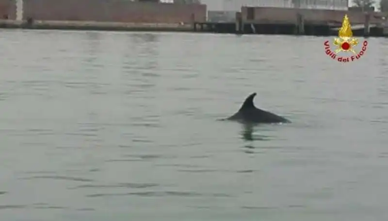 UN DELFINO A VENEZIA