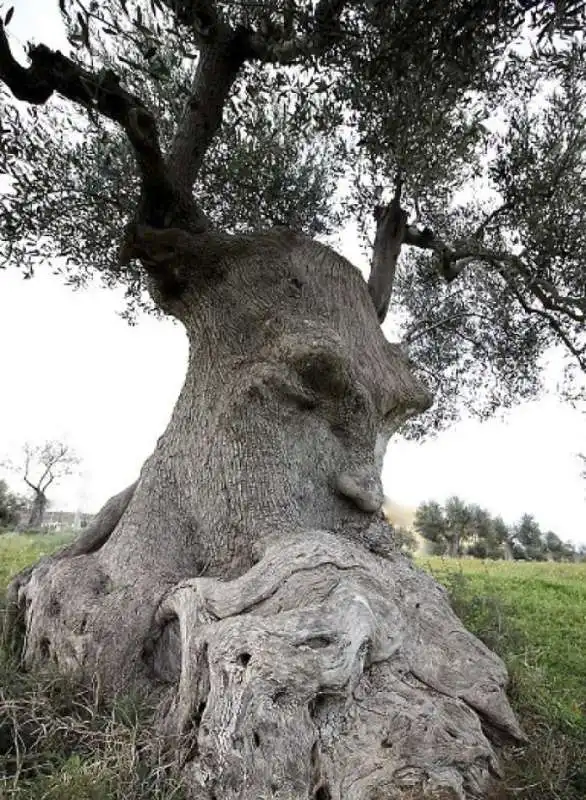 albero barbuto