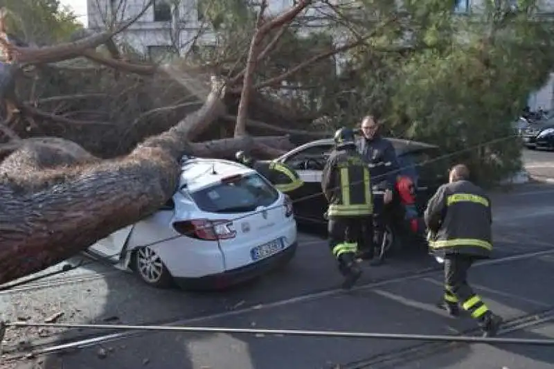 albero roma