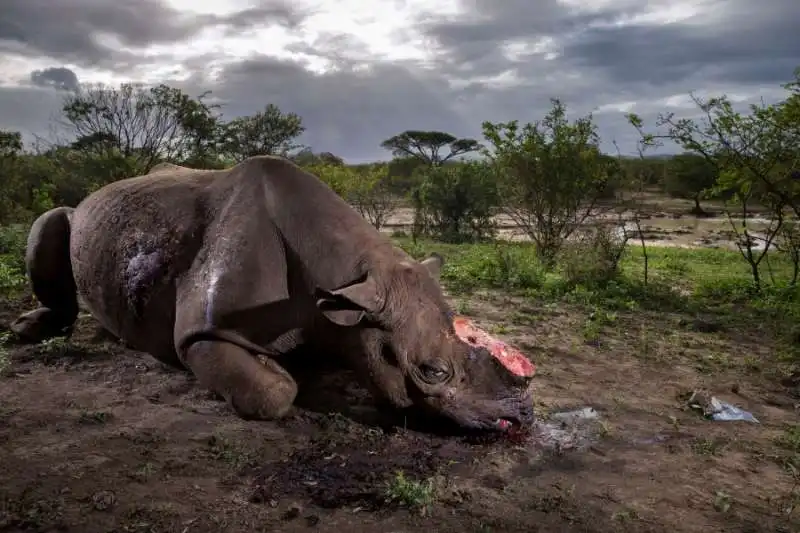 brent stirton sudafrica