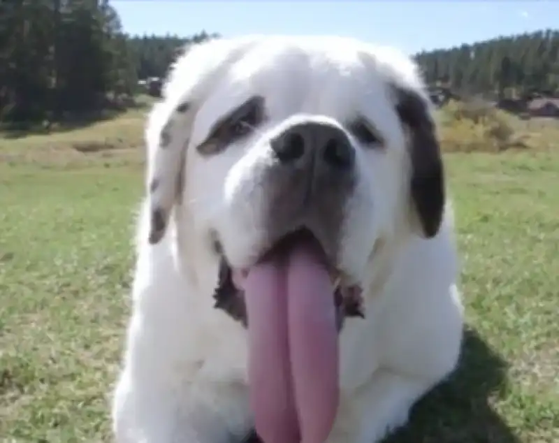 CANE CON LA LINGUA PIU LUNGA DEL MONDO 3