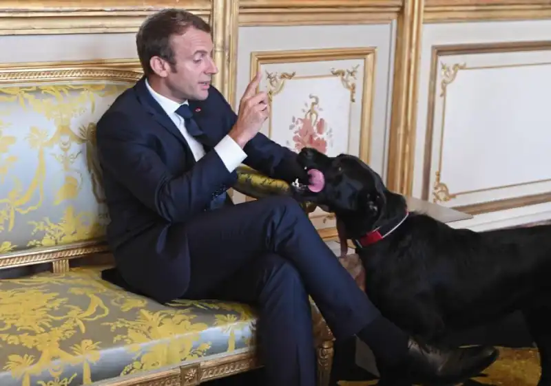 CANE DI MACRON