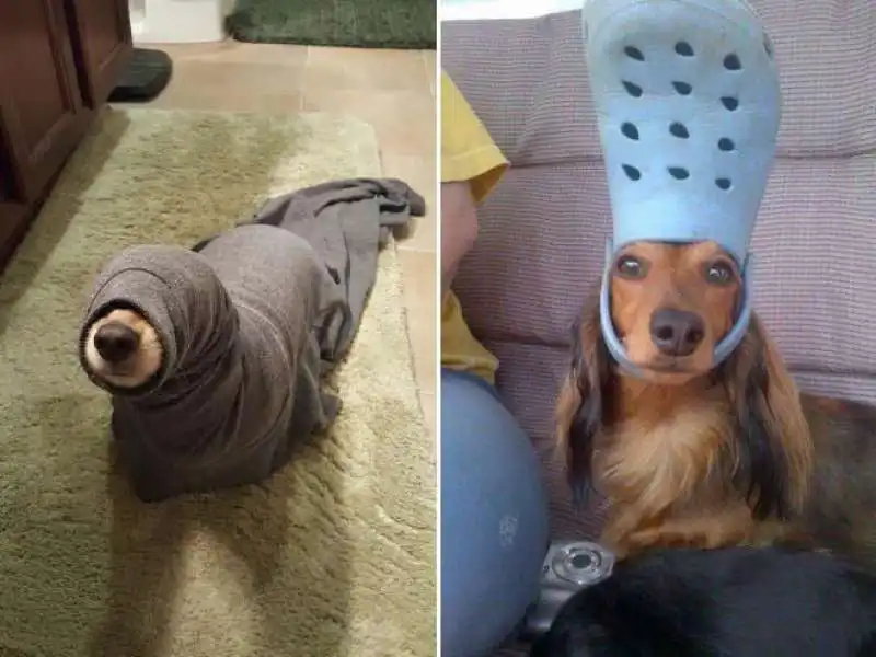 cane verme e cane crocs