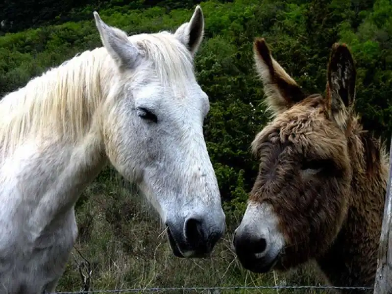 cavallo asino