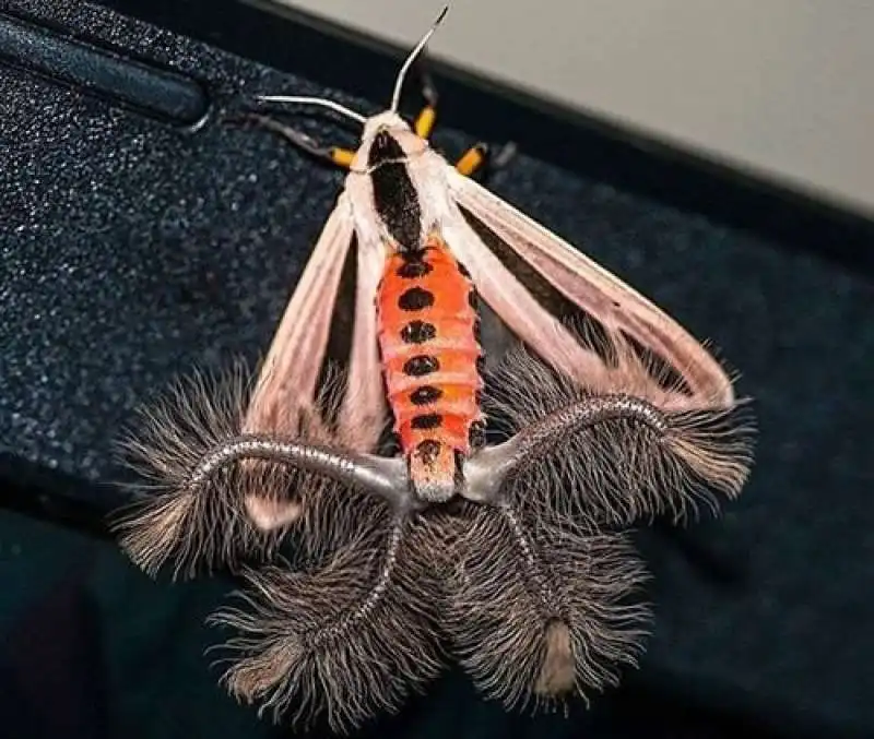 creatonotos gangis