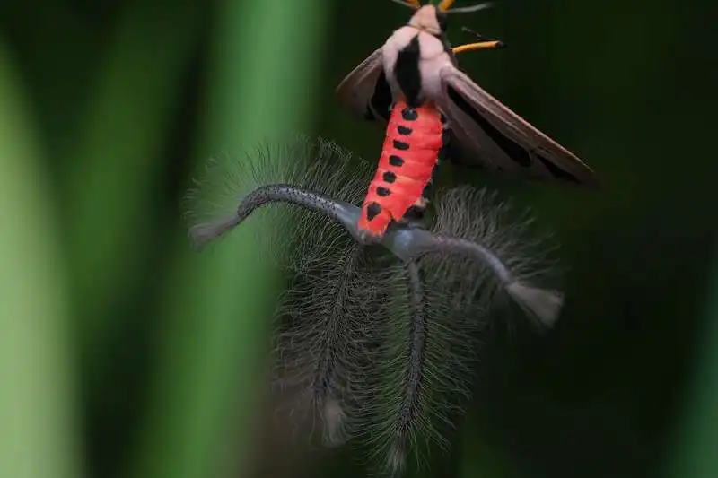 creatonotos gangis